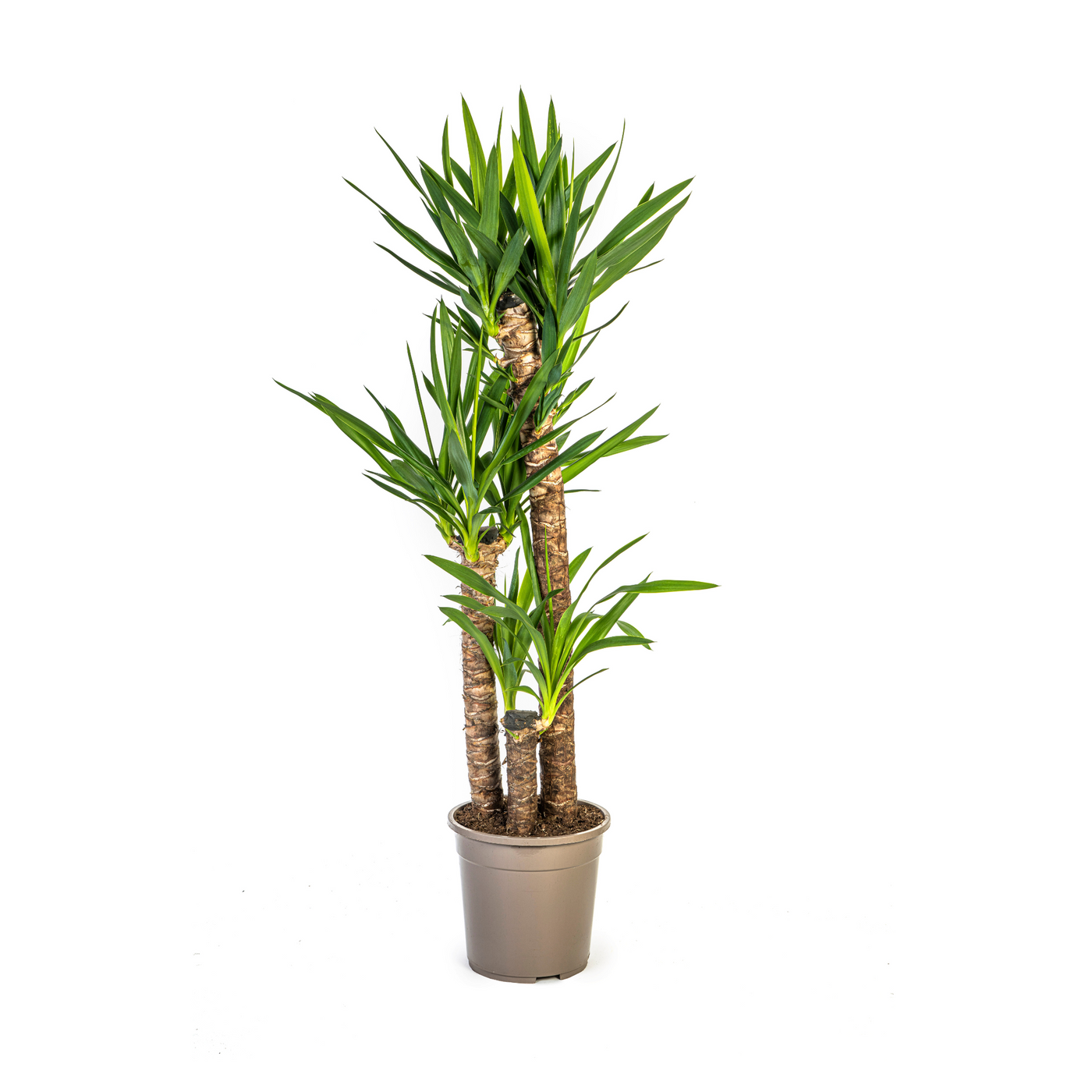 Palmlelie - Yucca elephantipes - Ø24cm - ↕130cm