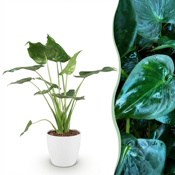 Boeddha-plant - Alocasia cucullata