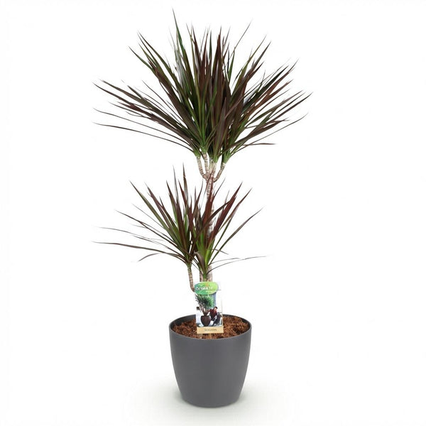 Drakenbloedboom - Dracaena Magenta - Ø21cm - ↕90-100cm