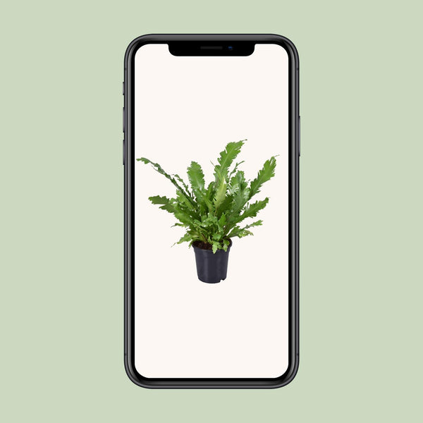 Tongvaren - Asplenium nidus - Ø17cm - ↕45cm