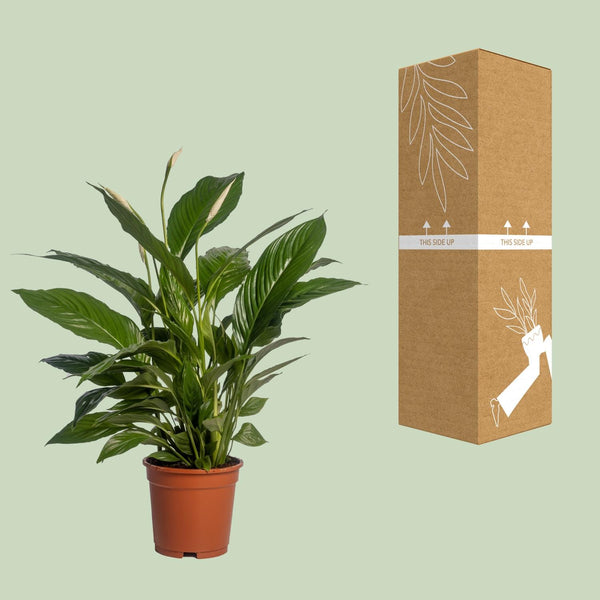 Lepelbloem - Spathiphyllum Vivaldi - Ø17cm - ↕70cm