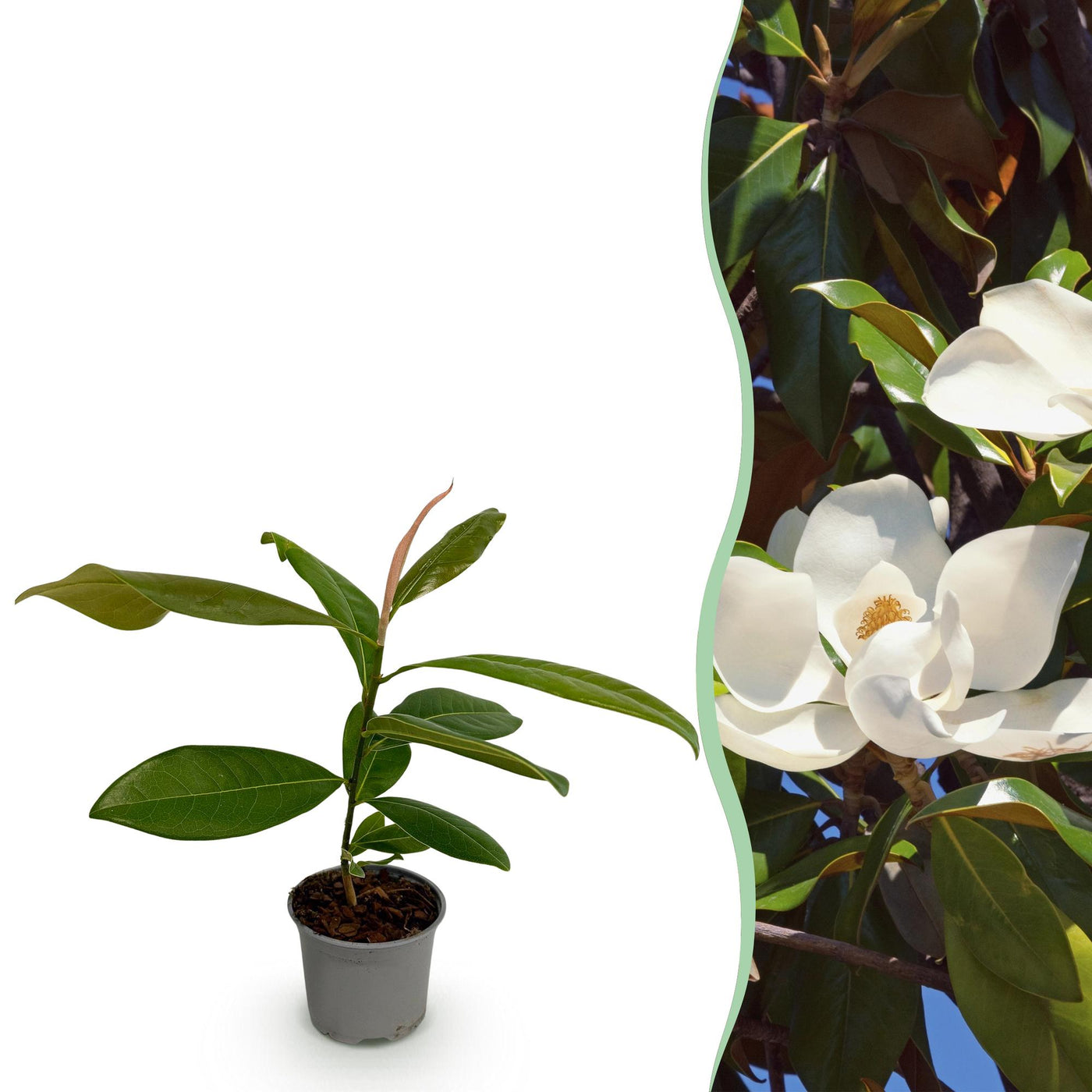 Magnolia - Magnolia grandiflora - wit - Ø12cm - ↕30cm