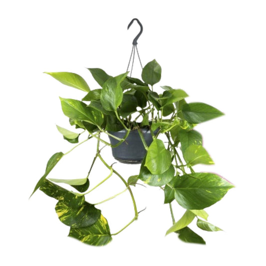 Pothos - Epipremnum aureum - Ø15cm - ↕25cm