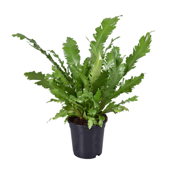 Tongvaren - Asplenium nidus - Ø17cm - ↕45cm