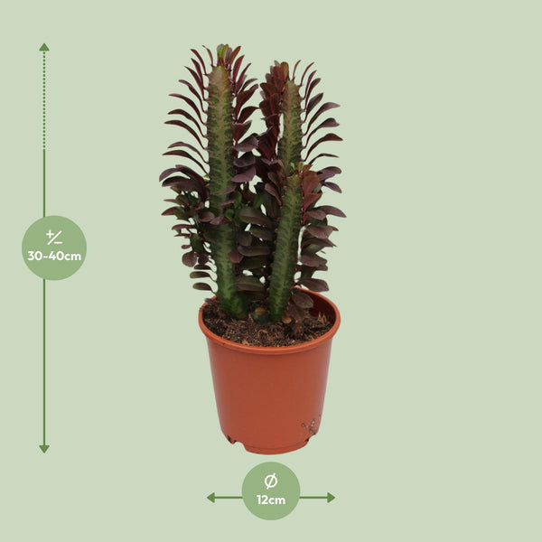 Wolfsmelk - Euphorbia trigona Rubra - Ø12cm - ↕40cm