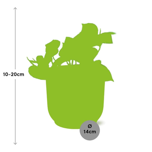 Pothos - Epipremnum pinnatum - incl. Elho Vibes Fold Roze - ↕14cm
