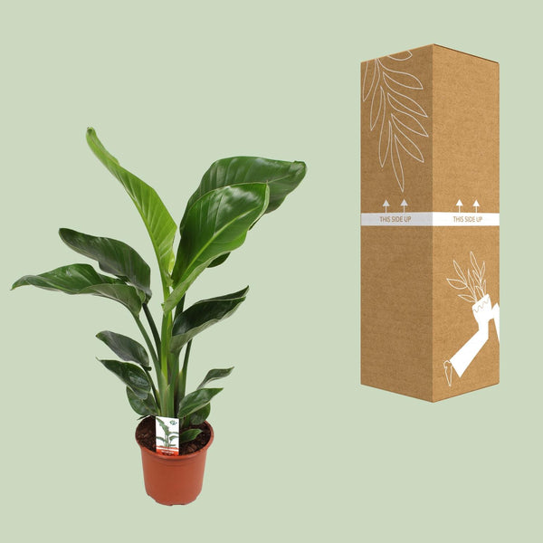 Witte paradijsvogelplant - Strelitzia nicolai - Ø17cm - ↕70cm