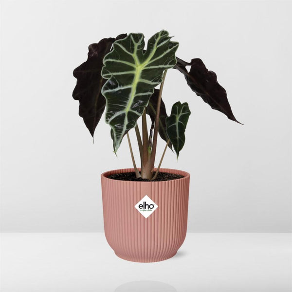 Olifantsoor - Alocasia ‘Polly’ - incl. Elho Vibes Fold Roze - ↕14cm