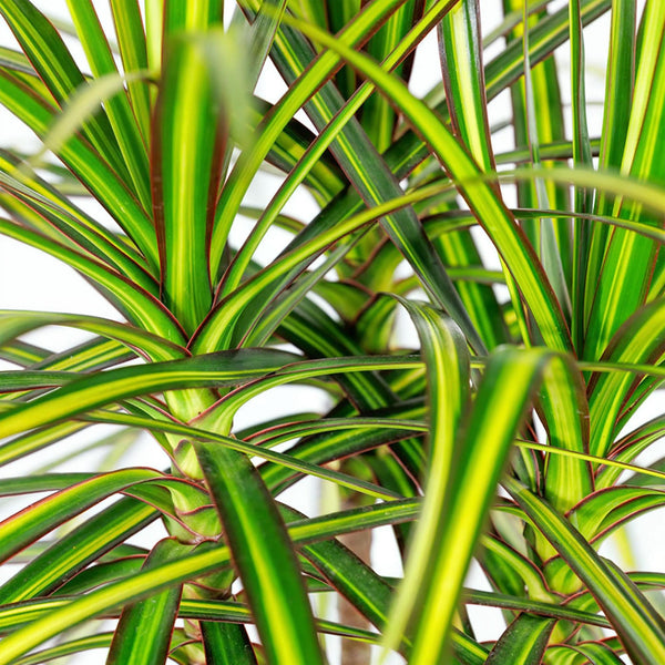 Drakenbloedboom - Dracaena Sunray - Ø21cm - ↕90-100cm