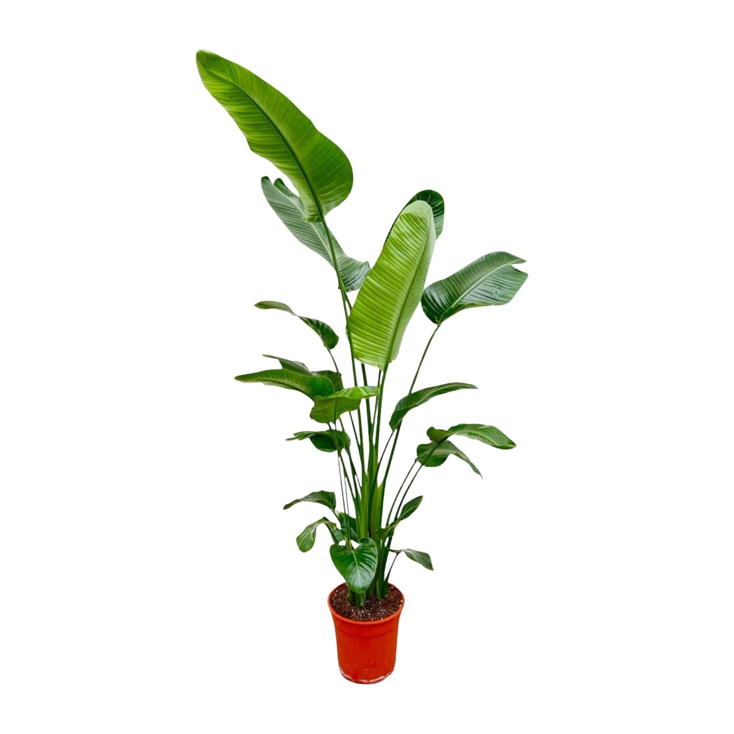 Witte paradijsvogelplant - Strelitzia nicolai - Ø25cm - ↕180-200cm