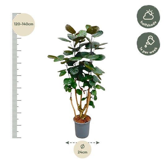 Polyscias Fabian - Ø24cm - ↕100cm