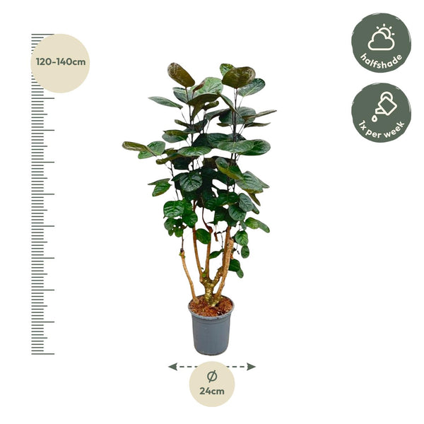 Polyscias Fabian - Ø24cm - ↕100cm