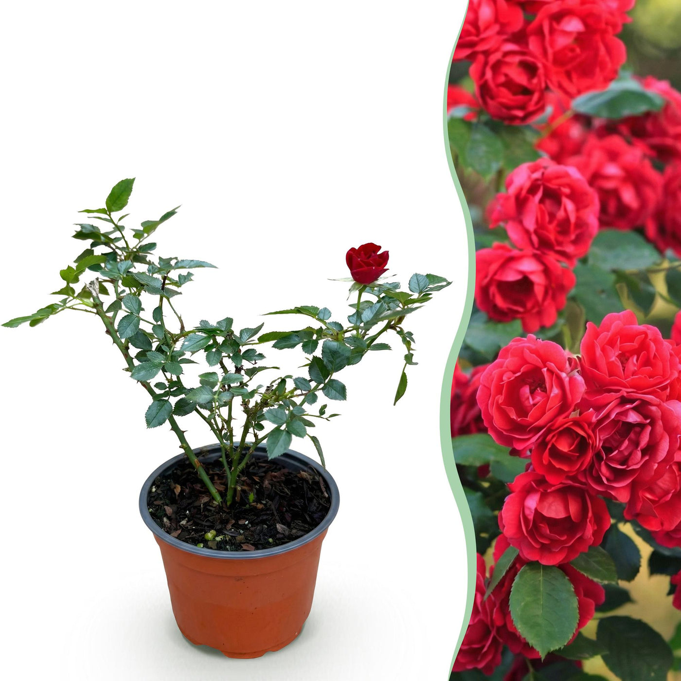 Roos - Rosa Rote The Fairy - rood - Ø12cm - ↕20-25cm