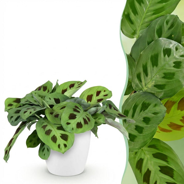 Zebraplant - Maranta Fascinator Kerchoveana - Ø12cm - ↕25cm