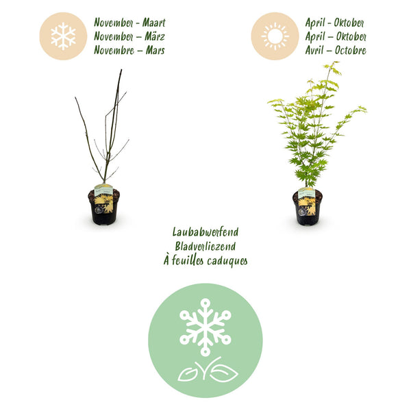 Japanse Esdoorn - Acer palmatum Jordan - Geel - Ø19cm - ↕70cm