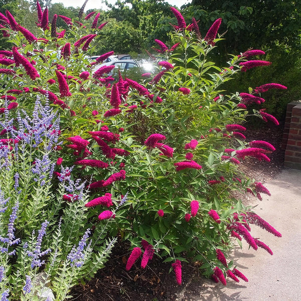3x Vlinderstruik - Buddleja davidii 'Royal Red' - rood - Ø17cm - ↕45cm