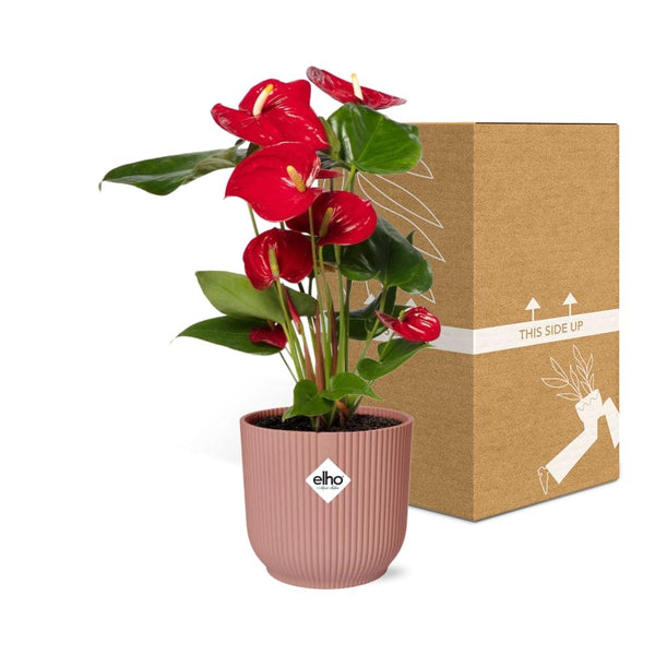 Flamingoplant - Anthurium Red - incl. Elho Vibes Fold In - ↕14cm