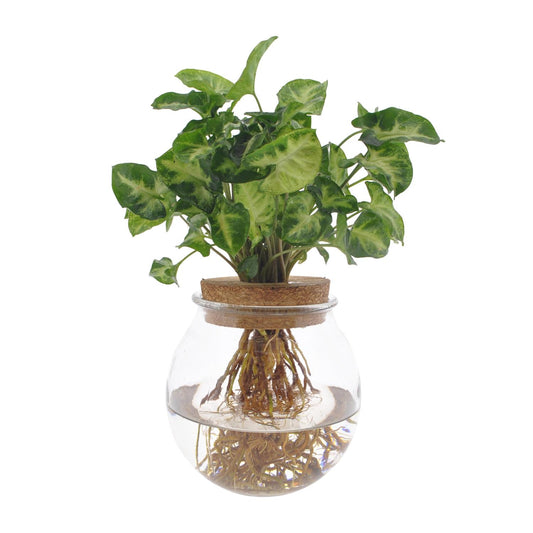 Pijlblad - Syngonium Pixie - Ø12cm - ↕30cm