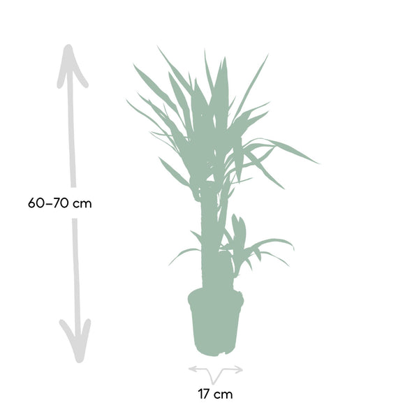 Palmlelie - Yucca elephantipes - Ø17cm - ↕85cm