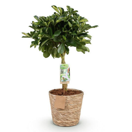 Vingerboom - Schefflera Gold Capelle - Goud - Ø21cm - ↕70-81cm