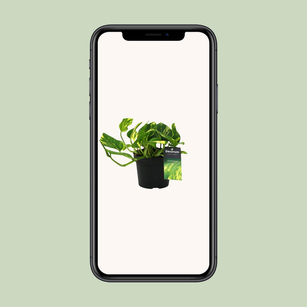Pothos - Epipremnum aureum 'N'Joy' - Ø12cm - ↕25cm