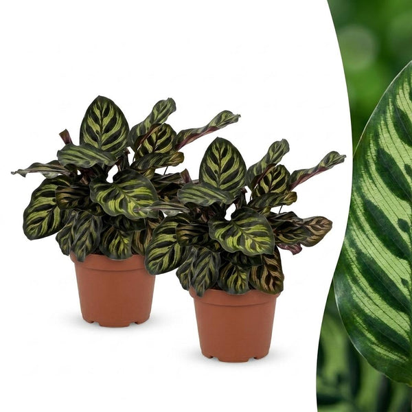 2x Pauwenplant - Calathea makoyana - Ø12cm - ↕25cm