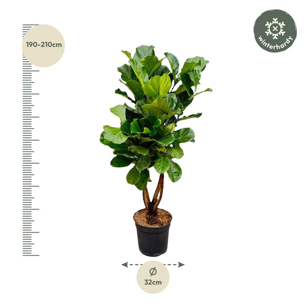 Vioolbladplant - Ficus lyrata vertakt - Ø34cm - ↕170cm