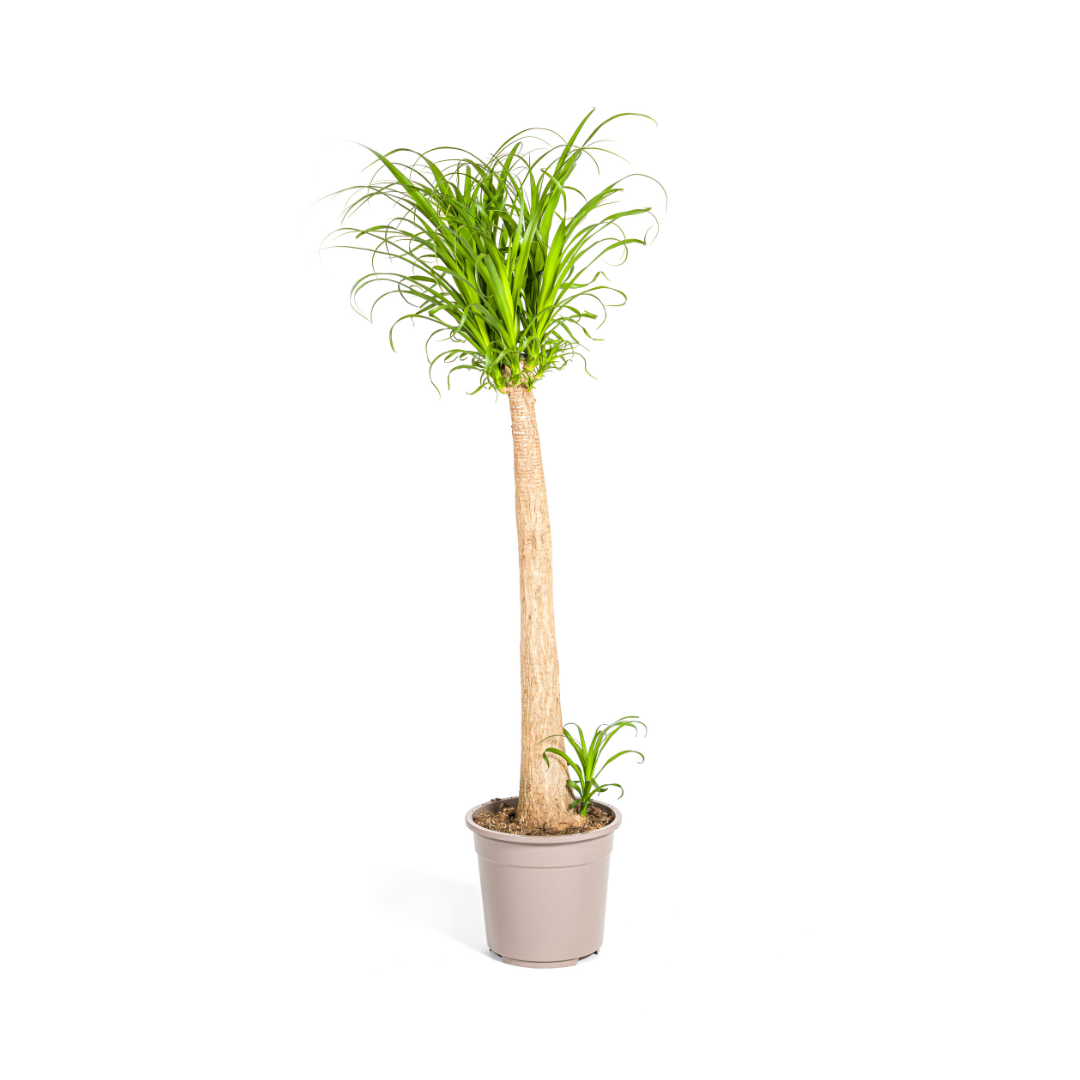 Olifantspoot - Beaucarnea recurvata Stam - Ø27cm - ↕120cm