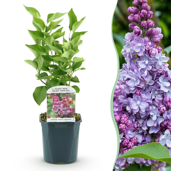 Sering - Syringa vulgaris Michel Buchner - roze - Ø17cm - ↕45cm