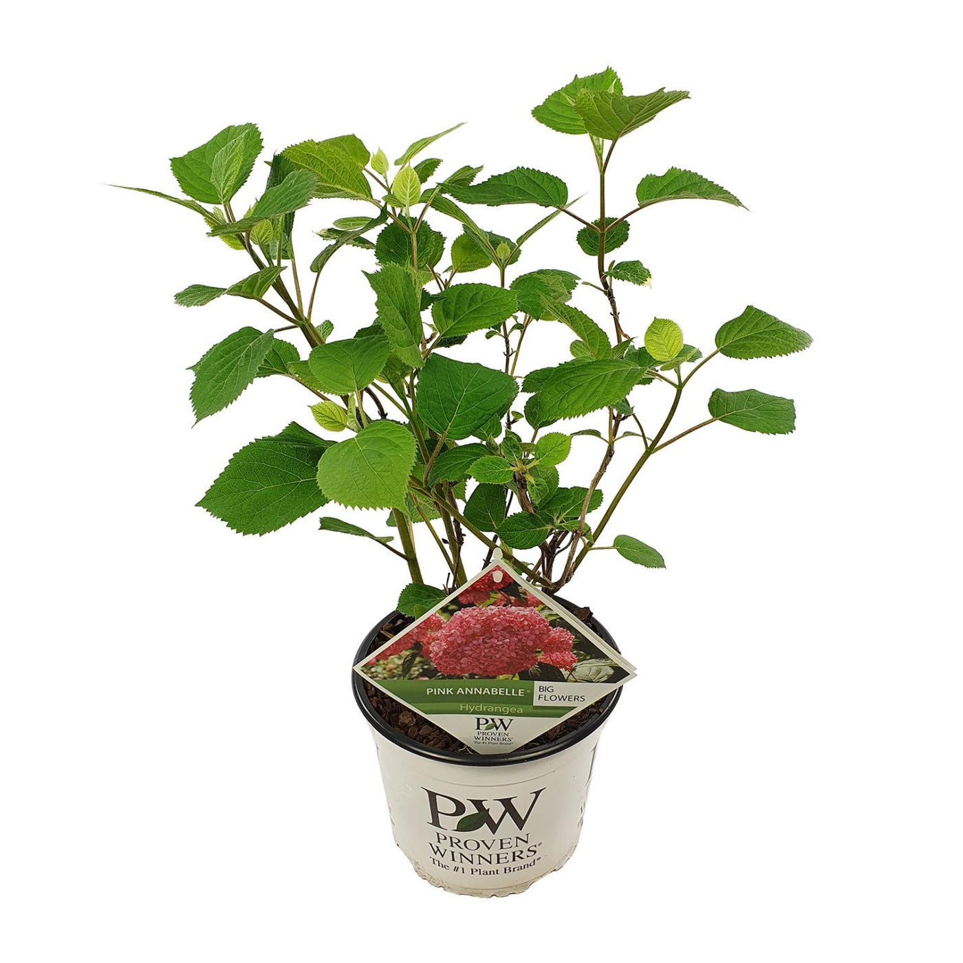 Hortensia - Hydrangea arborescens 'Pink Annabelle' - Ø19cm - ↕30cm