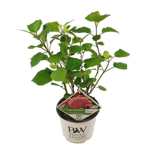 Hortensia - Hydrangea arborescens 'Pink Annabelle' - Ø19cm - ↕30cm