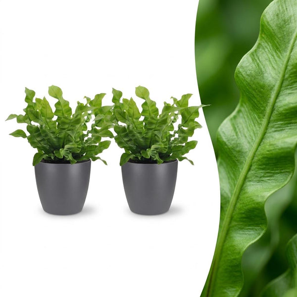 2x Tongvaren - Asplenium Crispy Wave - incl. Elho Potter - grijs - Ø12cm - ↕30cm