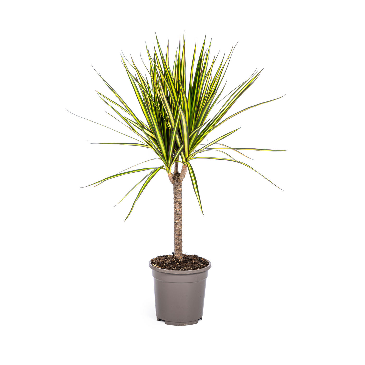 Drakenbloedboom - Dracaena marginata 'Sunray' - Ø17cm - ↕70cm