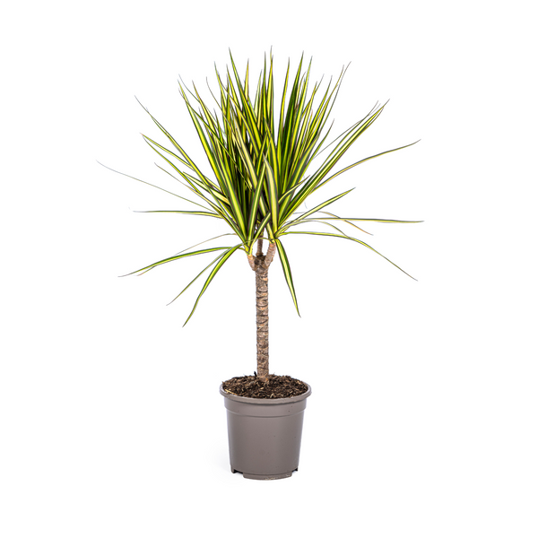 Drakenbloedboom - Dracaena marginata 'Sunray' - Ø17cm - ↕70cm