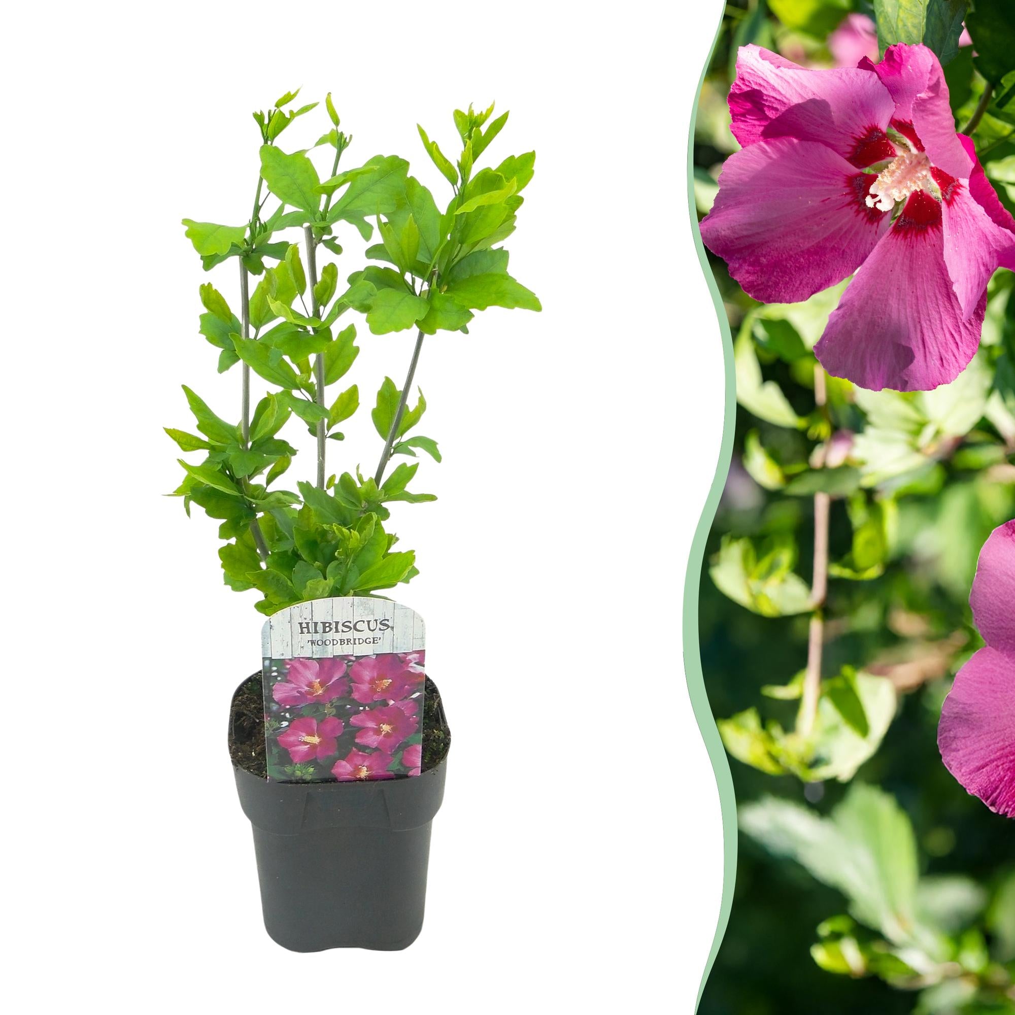 Hibiscus - Hibiscus syriacus 'Woodbridge' - roze - Ø17cm - ↕45cm