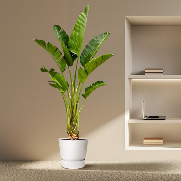 Witte paradijsvogelplant - Strelitzia augusta - Ø45cm - ↕250cm