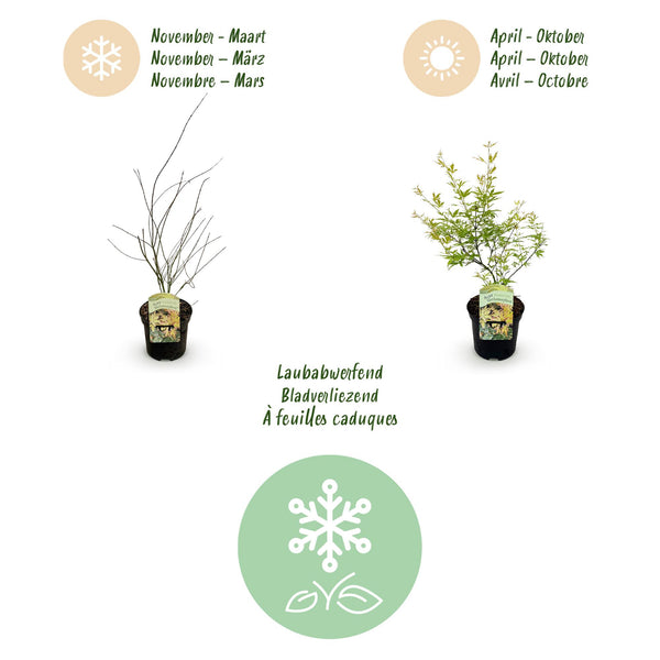 Japanse Esdoorn - Acer palmatum Methamorphosa - Ø19cm - ↕70cm