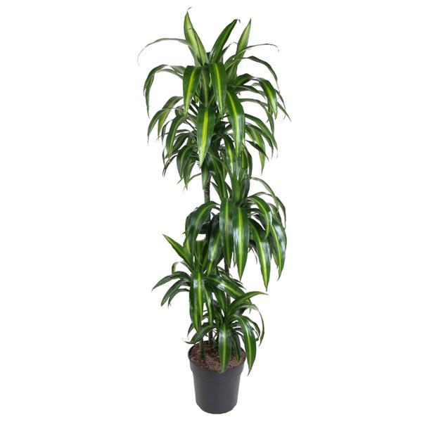 Drakenbloedboom - Dracaena Hawaiian Sunshine - ↕150cm