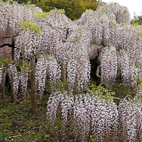 Blauwe Regen - Wisteria floribunda Rosea - Ø11cm - ↕40cm