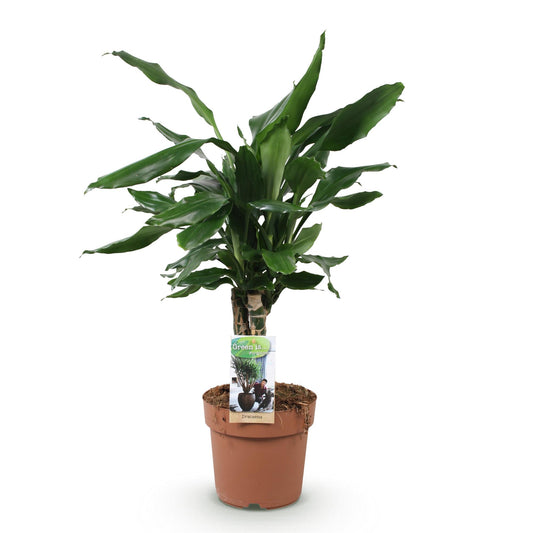 Drakenbloedboom - Dracaena fragrans Steudneri - Ø17cm - ↕50-55cm