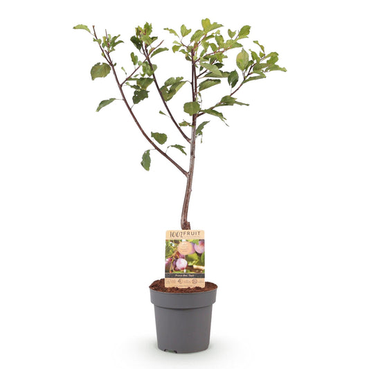 Pruimenboom - Prunus domestica 'Opal' - Ø21cm - ↕90cm