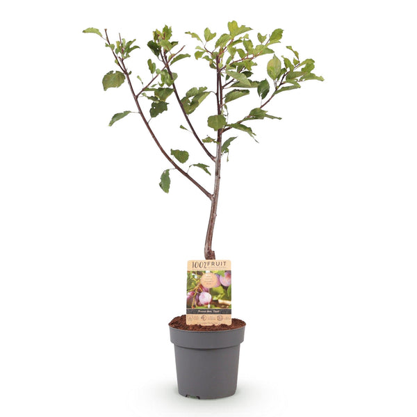 Pruimenboom - Prunus domestica 'Opal' - Ø21cm - ↕90cm