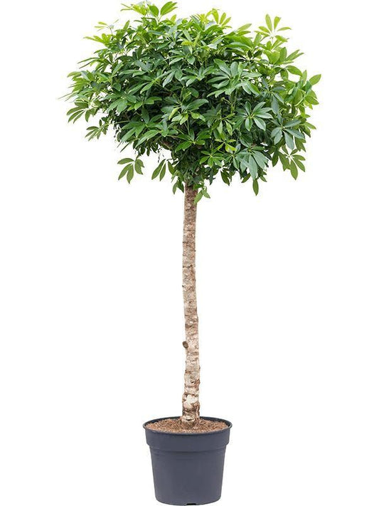 Vingerboom - Schefflera - Ø40cm - ↕200cm