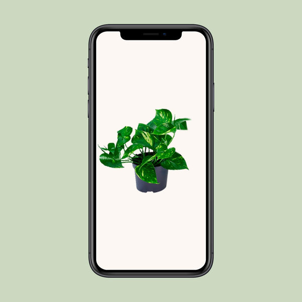 Pothos - Epipremnum aureum - Ø12cm - ↕20cm