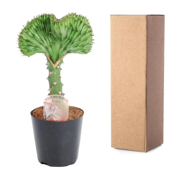 Wolfsmelk - Euphorbia lactea Cristata groen - Ø10cm - ↕30cm