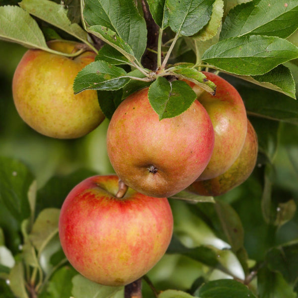 Appelboom - Malus domestica 'Elstar' - Ø21cm - ↕90cm