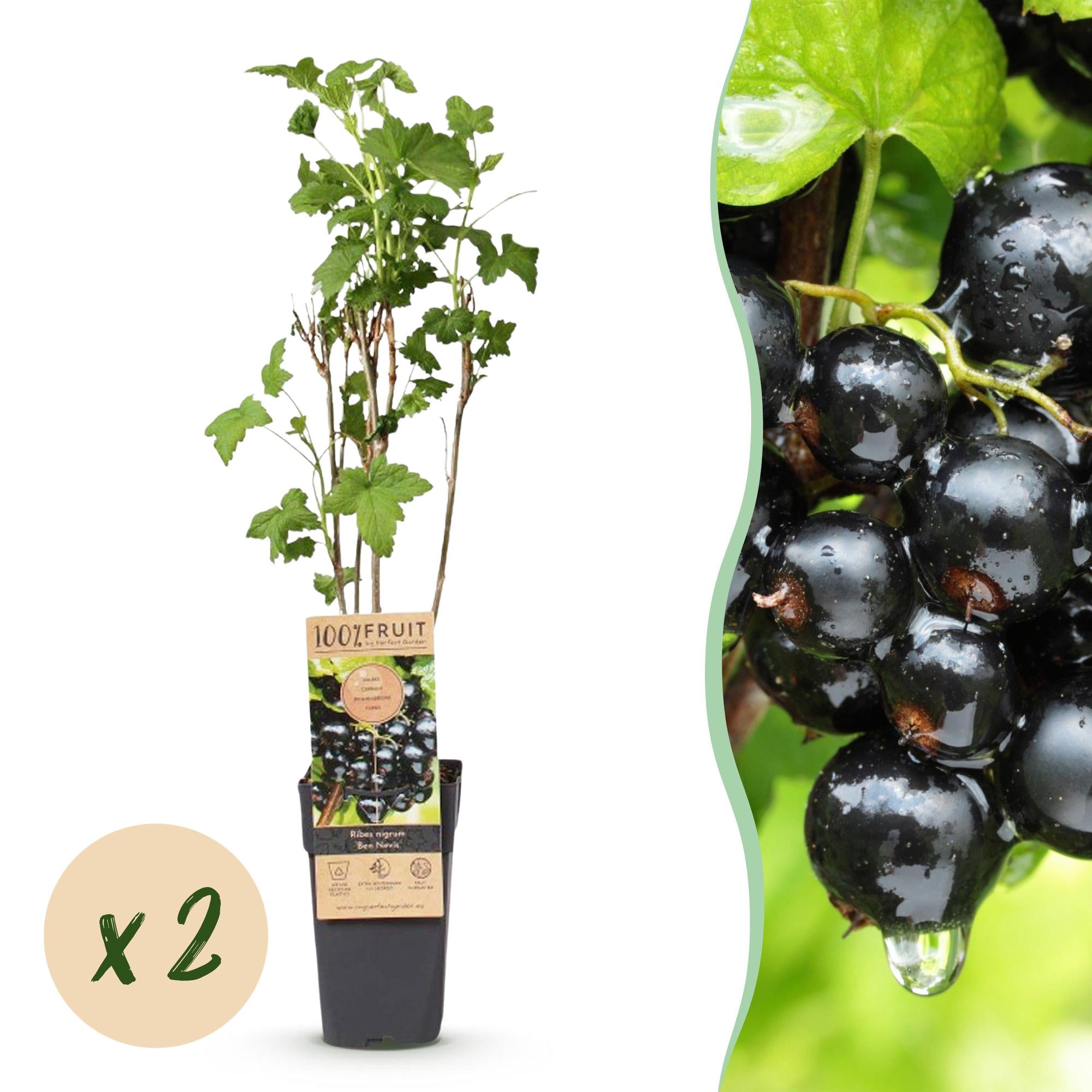 Bessenplant - Ribes nigrum Ben Nevis - Ø15cm - ↕50cm