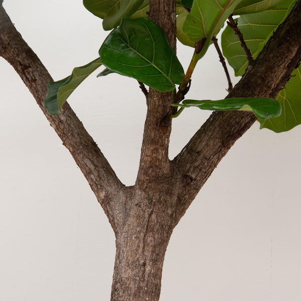 Vioolbladplant - Ficus lyrata XXXL - Ø45cm - ↕270cm