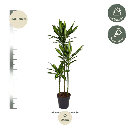 Drakenbloedboom - Dracaena Cintho - Ø24cm - ↕160cm