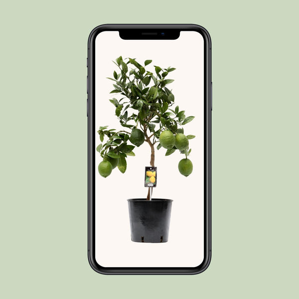 Citroenboom - Citrus Lemon - Ø22cm - ↕80cm